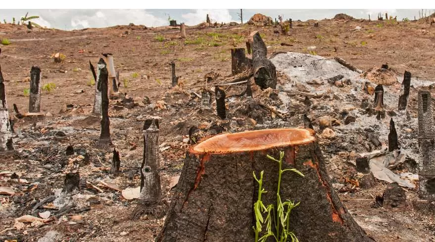 Deforestasi Indonesia